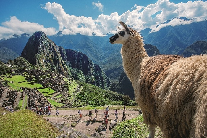 Llama en la ciudadela de Machu Picchu.