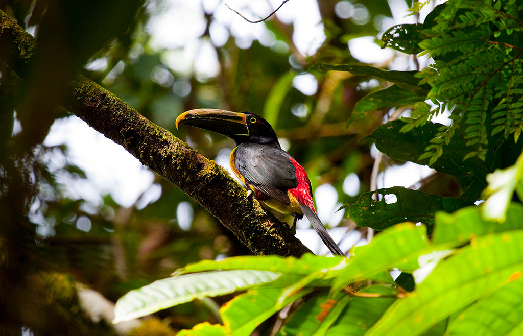 Avistamiento de aves