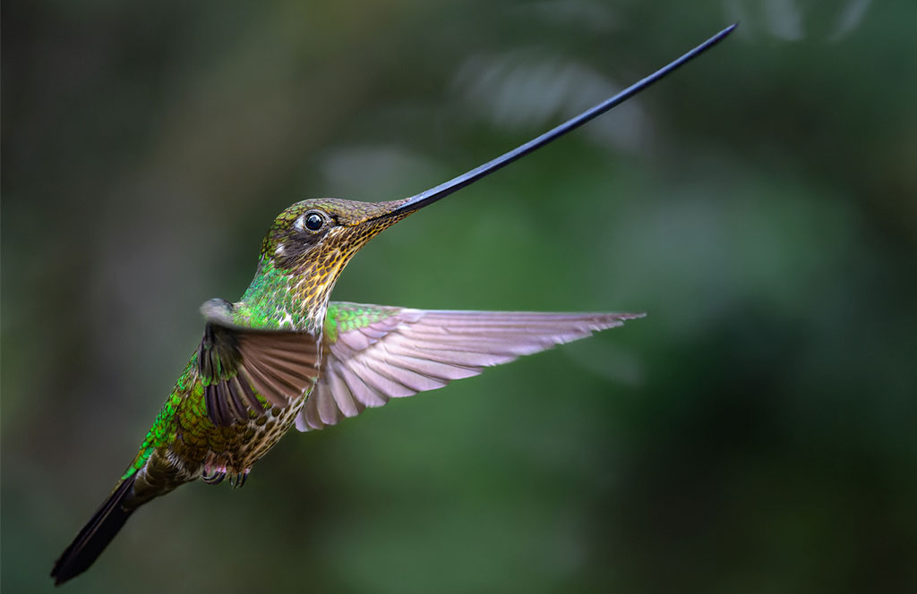 Colibri picoespada aves en Colombia Global Big Day