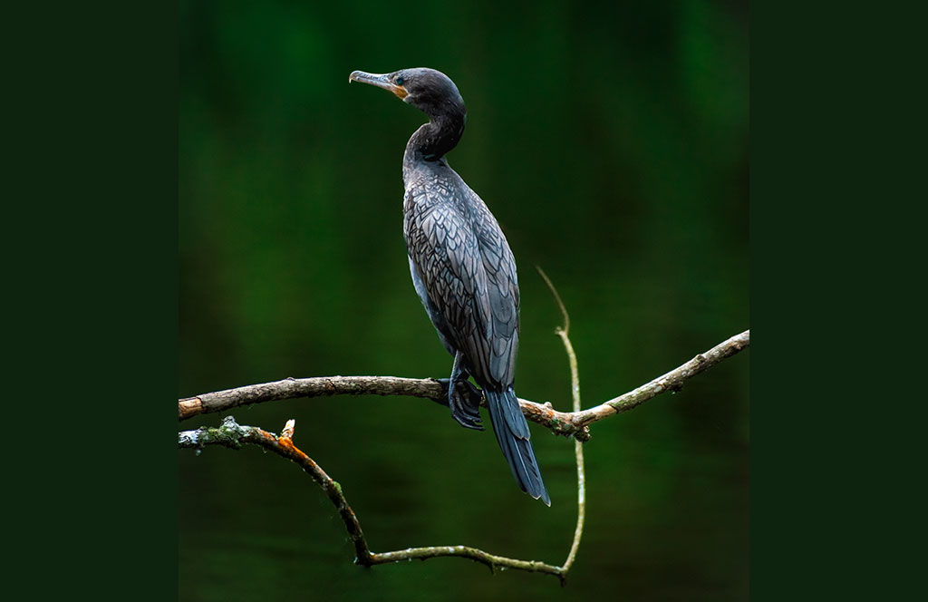 Cormorán aves en Colombia. Global Big Day