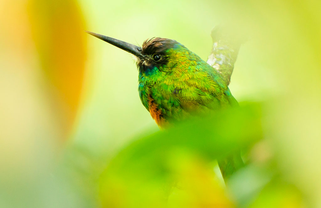 Jacamar aves en Colombia Global Big Day