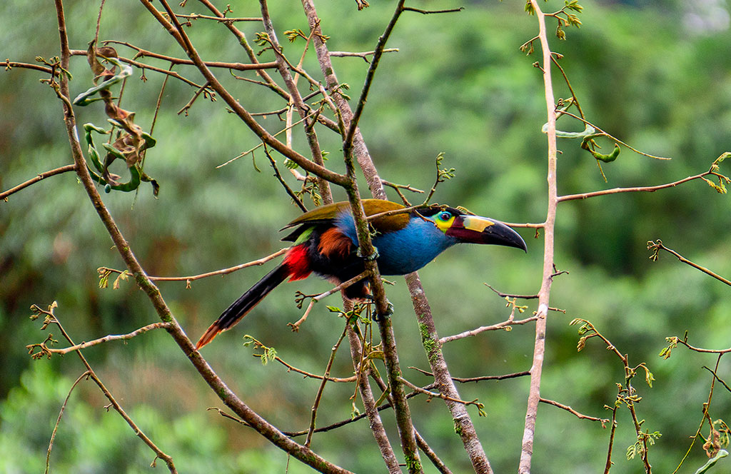 Tucán Andino. Aves en Colombia durante el Global Big Day